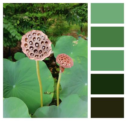 Lotus Lotus Seeds Plant Image